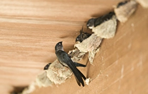 Glossy Swiftlets Collocalia esculenta nesting inside dwelling Cebu Philippines