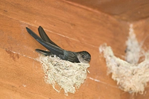 Glossy Swiftlet Collocalia esculenta nesting inside dwelling Cebu Philippines