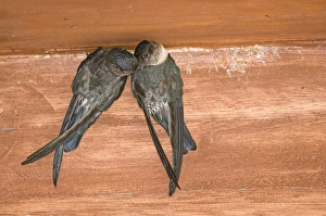Glossy Swiftlets Collocalia esculenta nesting inside dwelling Cebu Philippines Glossy Swiftlets Collocalia esculenta nesting inside dwelling Cebu Philippines