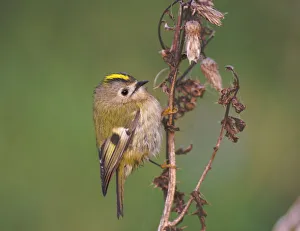 Goldcrest, Regulus regulus, autumn migrant, Northumberland, October Goldcrest, Regulus regulus, autumn migrant, Northumberland, October