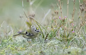 Goldcrest Prints: Goldcrest Regulus regulus migrant Holme Norfolk November