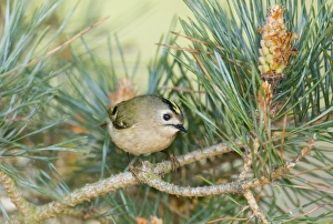 Goldcrest Prints: Goldcrest Regulus regulus Suffolk April