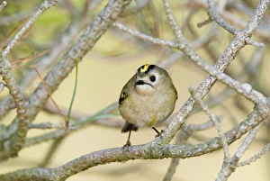 Goldcrest Regulus regulus Suffolk April