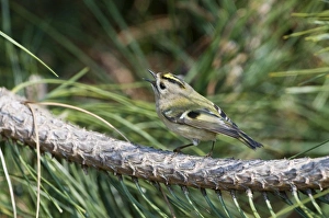 Goldcrest Regulus regulus Suffolk April