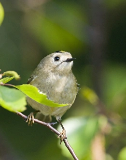 Goldcrest Regulus regulus Suffolk April