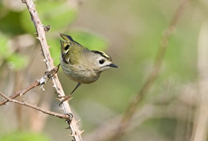 Goldcrest Regulus regulus Suffolk April