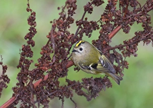 Goldcrest Regulus regulus winter Northumberland