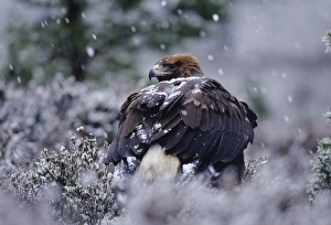 Golden Eagle, Aquila chrysaetos, Cairngorm National Park, Scotland, winter Golden Eagle, Aquila chrysaetos, Cairngorm National Park, Scotland, winter