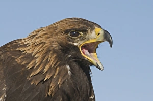 Golden Eagle Aquila chrysaetos calling Norway