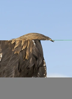 Golden Eagle Aquila chrysaetos calling Norway