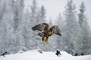 Golden Eagle Aquila chrysaetos Finland winter