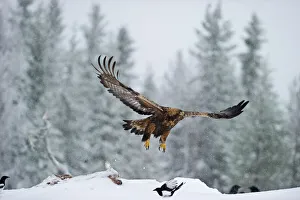 Aquila Chrysaetos Prints: Golden Eagle Aquila chrysaetos Finland winter