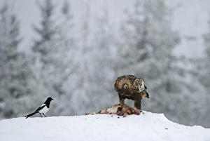 Golden Eagle Aquila chrysaetos Finland winter