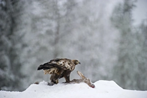 : Golden Eagle Aquila chrysaetos Finland winter