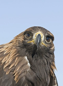 Golden Eagle Aquila chrysaetos Norway