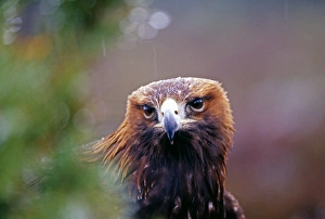 Aquila Chrysaetos Prints: Golden Eagle, Aquila chrysaetos, Scotland, winter