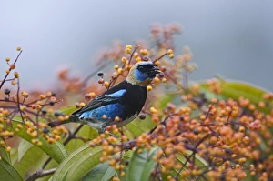 Golden-hooded Tanager Tangara larvata male La Selva Costa Rica Golden-hooded Tanager Tangara larvata male La Selva Costa Rica