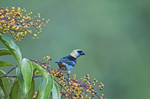 Golden-hooded Tanager Tangara larvata male La Selva Costa Rica