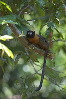 Golden-mantled Tamarin Saguinus tripartitus Upper Amazon Peru Golden-mantled Tamarin Saguinus tripartitus Upper Amazon Peru