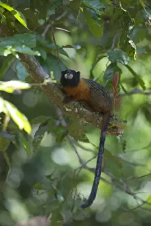 Neotropical Prints: Golden-mantled Tamarin Saguinus tripartitus Upper Amazon Peru