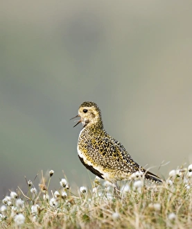 Golden Plover Pluvialis apricaria breeding on bog Shetland June Golden Plover Pluvialis apricaria breeding on bog Shetland June