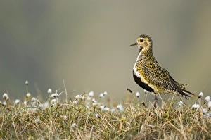 Golden Plover Pluvialis apricaria breeding on bog Shetland June