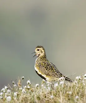 Plover Prints: Golden Plover Pluvialis apricaria breeding on bog Shetland June