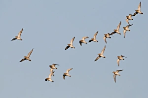 Golden Plover Pluvialis apricaria Cley Norfolk winter