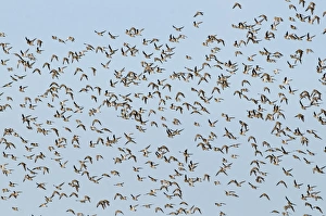 Golden Plover Pluvialis apricaria Cley Norfolk winter