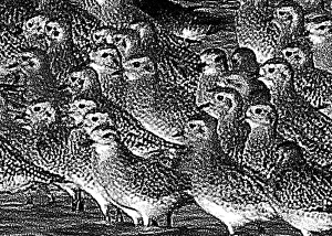 Golden Plover Pluvialis apricaria Cley Norfolk winter
