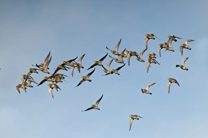 Golden Plover Pluvialis apricaria Cley Norfolk winter