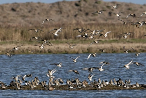 Golden Plover Pluvialis apricaria Cley Norfolk winter