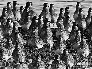 Golden Plover Pluvialis apricaria Cley Norfolk winter