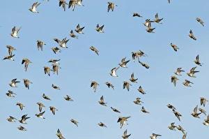Golden Plover Pluvialis apricaria Cley Norfolk winter