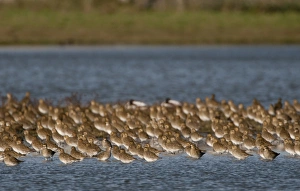 Golden Plover Pluvialis apricaria Cley Norfolk winter