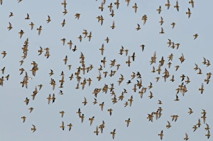 Golden Plover Pluvialis apricaria Cley Norfolk winter