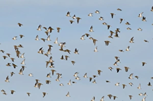 Golden Plover Pluvialis apricaria Cley Norfolk winter
