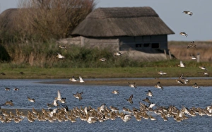 Golden Plover Pluvialis apricaria Cley Norfolk winter