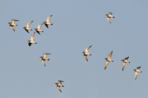 Waders Prints: Golden Plover Pluvialis apricaria Cley Norfolk winter