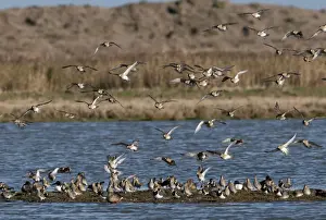 Golden Plover Pluvialis apricaria Cley Norfolk winter