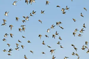 Golden Plover Pluvialis apricaria Cley Norfolk winter
