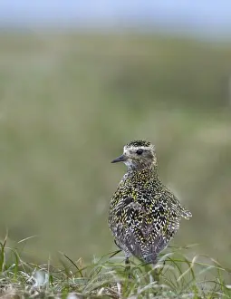 Shetland Prints: Golden Plover Pluvialis apricaria Fetlar Shetland June