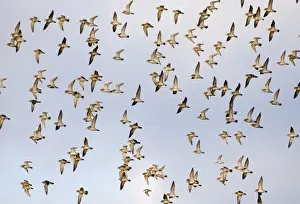 Plover Prints: Golden Plover Pluvialis apricaria flock over Cley Marshes North Norfolk winter