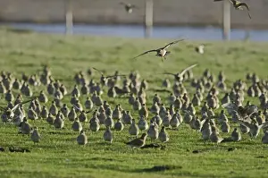 Cley Prints: Golden Plover Pluvialis apricaria flock on grazing marsh Cley Norfolk winter