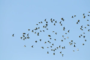 Golden Plover Pluvialis apricaria flock over Titchwell RSPB Reserve October Golden Plover Pluvialis apricaria flock over Titchwell RSPB Reserve October
