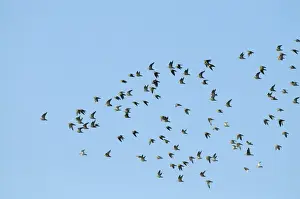 Flock Prints: Golden Plover Pluvialis apricaria flock over Titchwell RSPB Reserve October