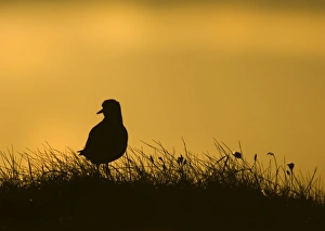 Silhouetted Prints: Golden Plover Pluvialis apricaria Shetland spring