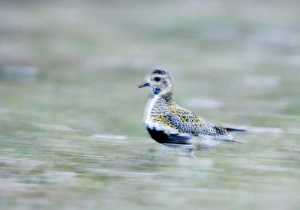 Plover Prints: Golden Plover Pluvialis apricaria Shetland summer
