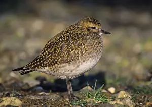 Images Dated 2008: Golden Plover Pluvialis apricaria in winter plumage Norfolk UK