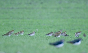 Golden Plover Pluvialis apricaria in winter wheat field Norfolk winter Golden Plover Pluvialis apricaria in winter wheat field Norfolk winter